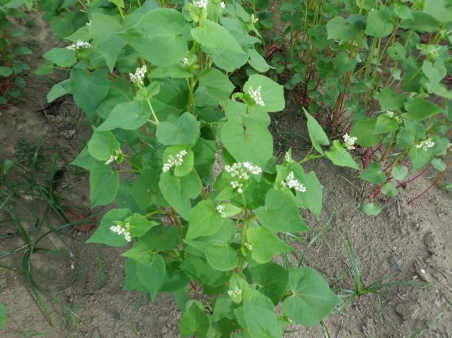 蕎麦の花3