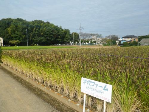 稲刈り1