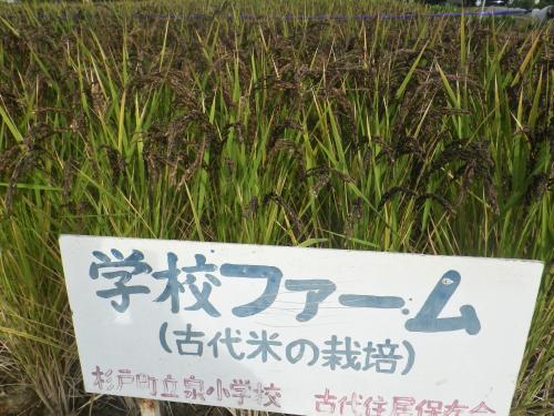 稲刈り2