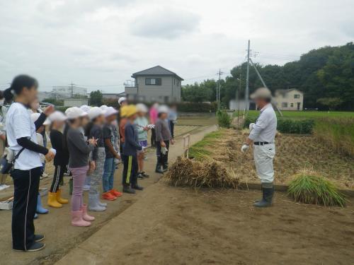 稲刈り15