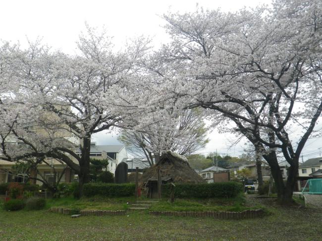 桜