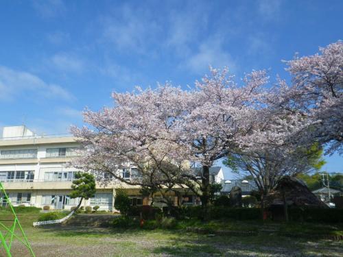桜