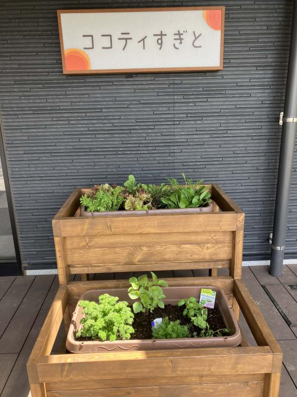 植えている