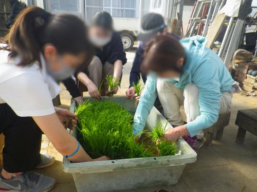 苗取り5