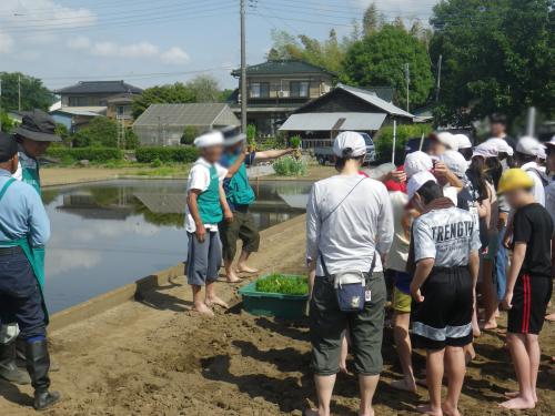 田植え2