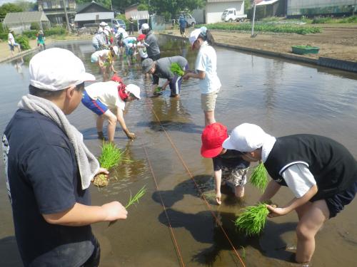 田植え4