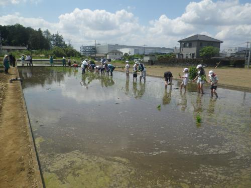 田植え5
