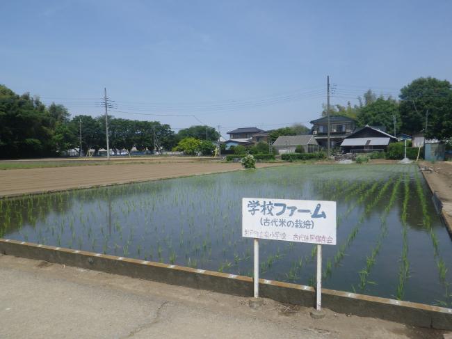 田