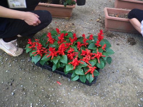 花植え1
